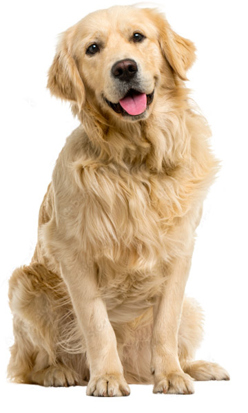 Pet Relocation Services - Transfur Animals