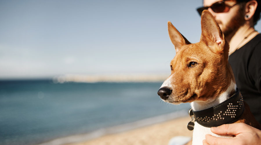 Do Dogs Need Import Permits To Move To Australia