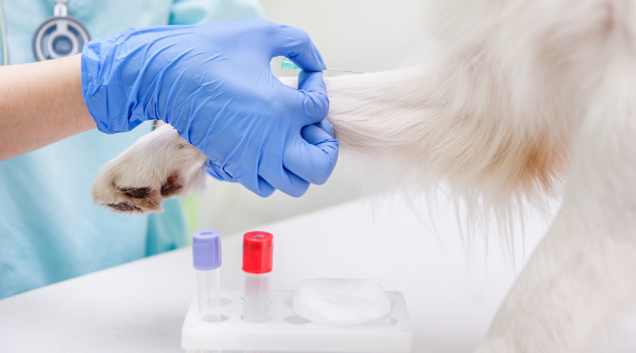Does My Pet Need A Rabies Blood Test To Travel From The Uk