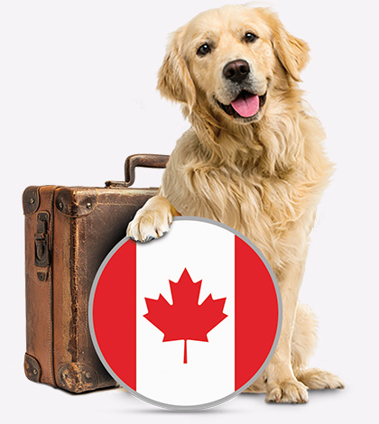 Dogs To Canada - Pet Transport - Transfer Pets