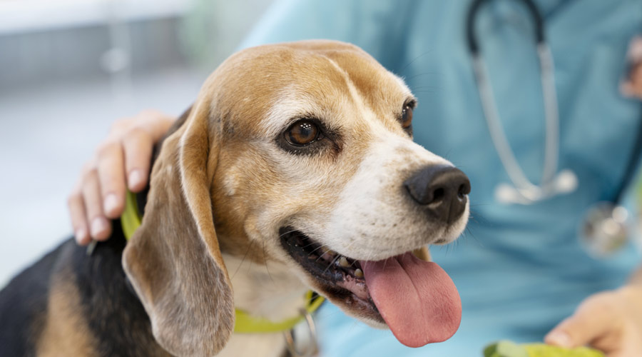 How Long Before Travelling Should My Pet See A Vet - Transfur Animals