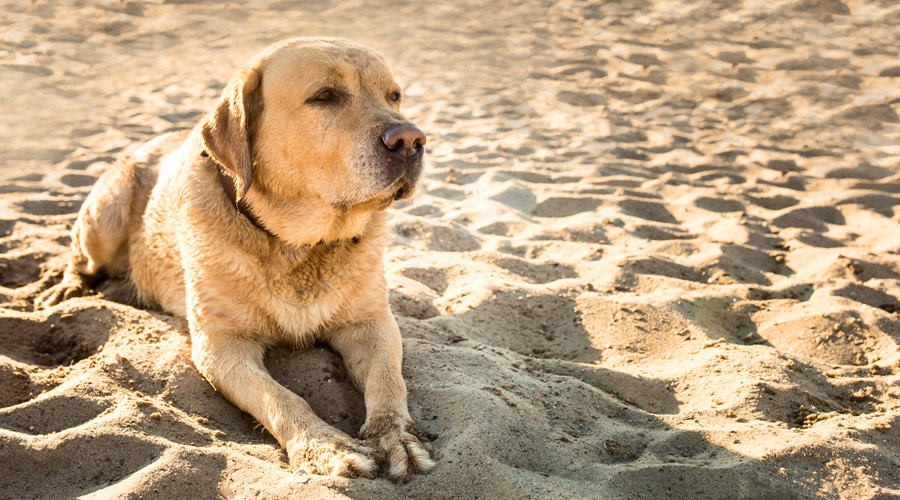 How Long Do Pets Need To Quarantine When Entering New Zealand - Transfur Animals