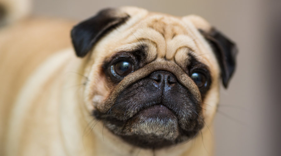 How Long Do Pets Need To Quarantine When Moving To Australia - Transfur Animals