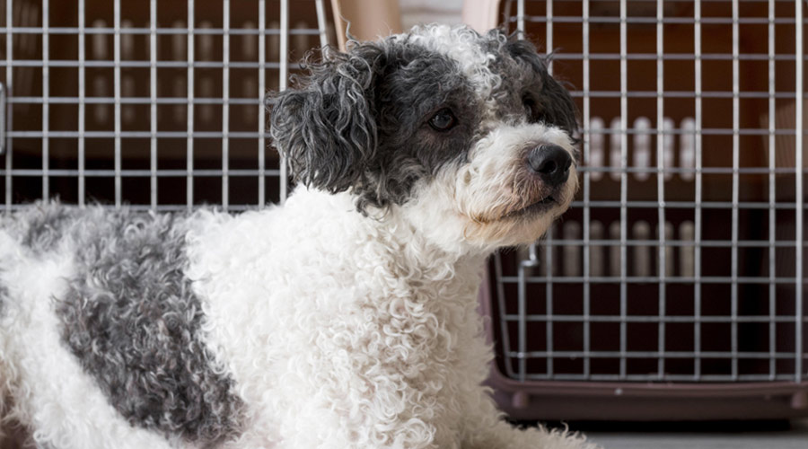 IATA Compliant Crate Guidelines - Transfur Animals