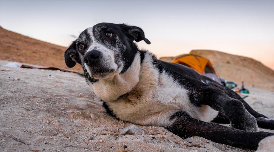 Is It Safe For An Elderly Dog To Fly In Cargo - Transfur Animals