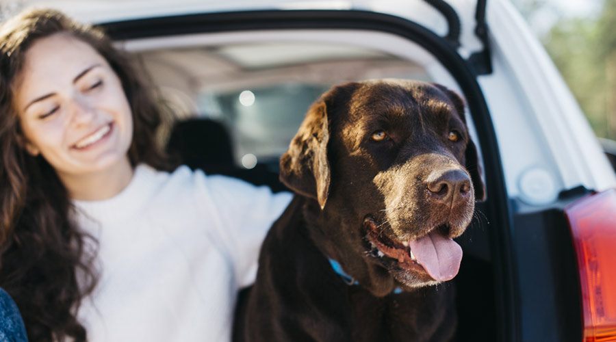 Is Pet Relocation Safe - Transfur Animals