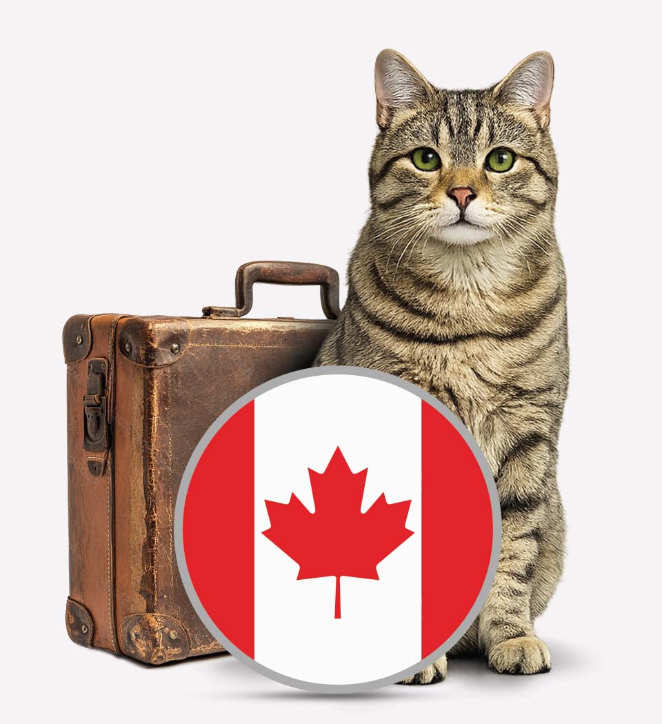 Cats To Canada - Pet Transport - Transfer Pets