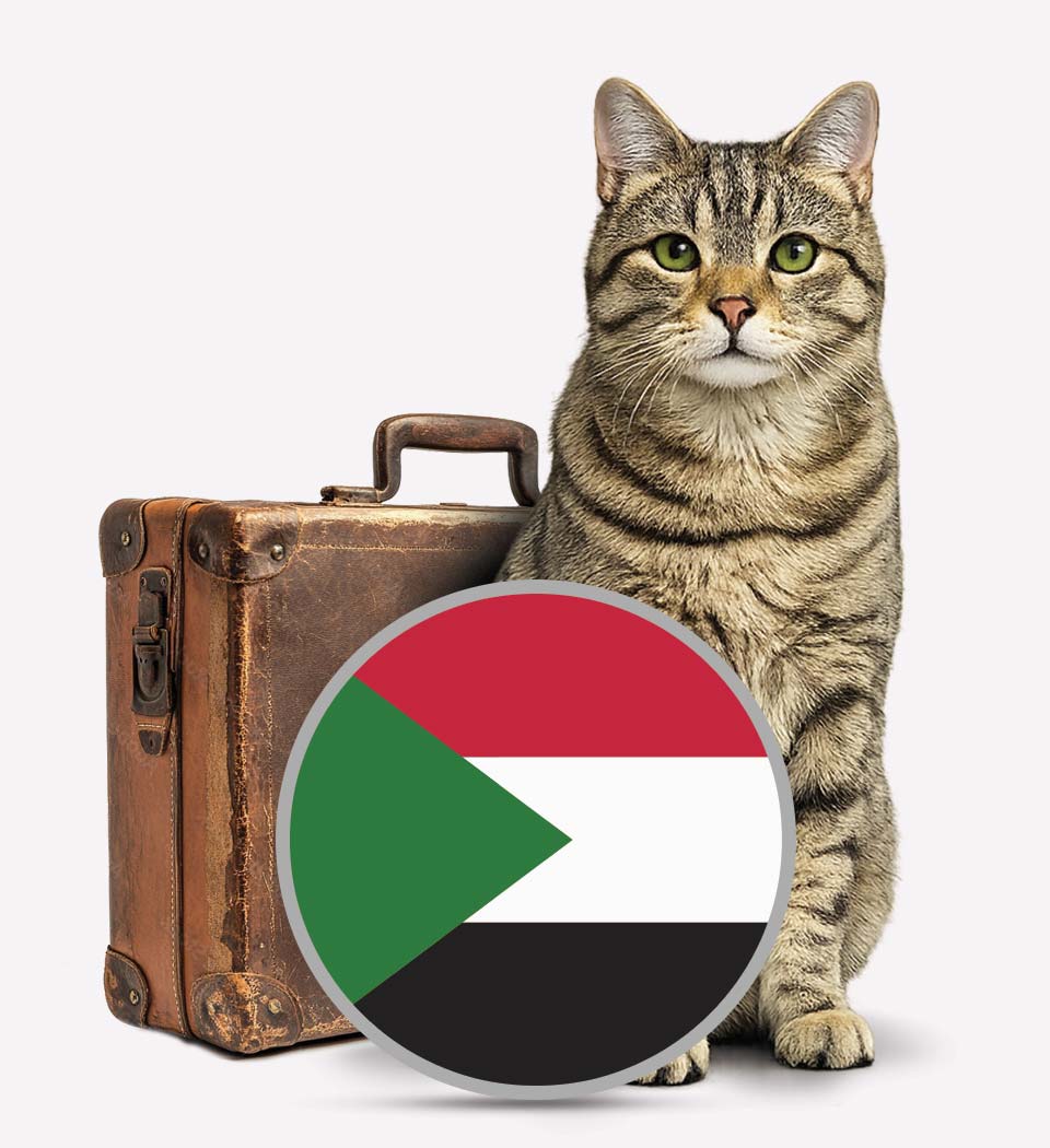 Cats To UAE - Pet Transport - Transfer Pets