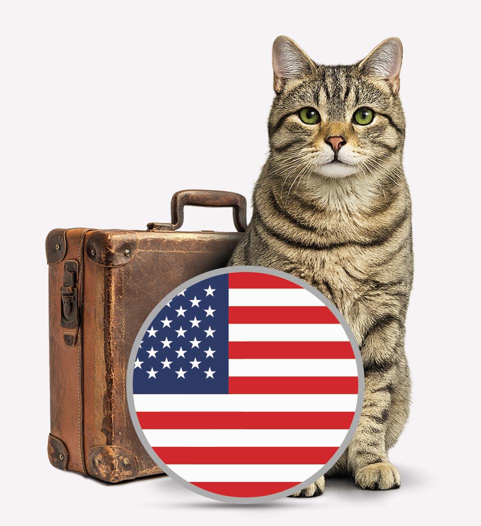 Cats To USA - Pet Transport - Transfer Pets
