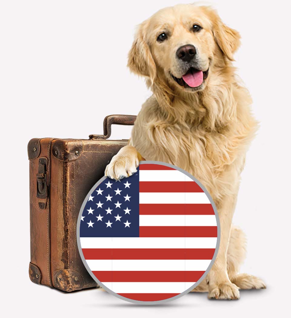 Dogs To USA - Pet Transport - Transfer Pets