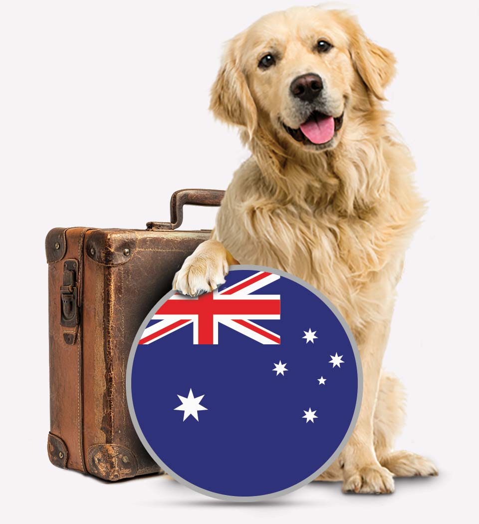 Moving Dogs to Australia - Transfer Pets - Dog transfer - Transfur Animals