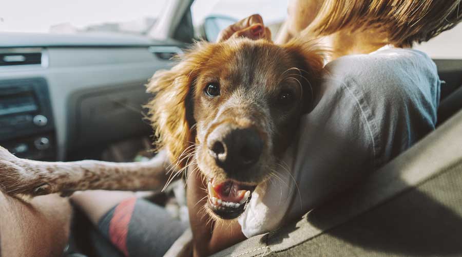 Pet Relocation And Stress - What Owners Need To Know - Transfur Animals