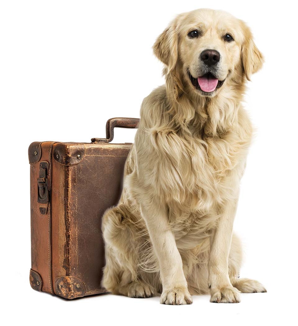 Pet Relocation Cost - International pet transport UK - Transfur Animals