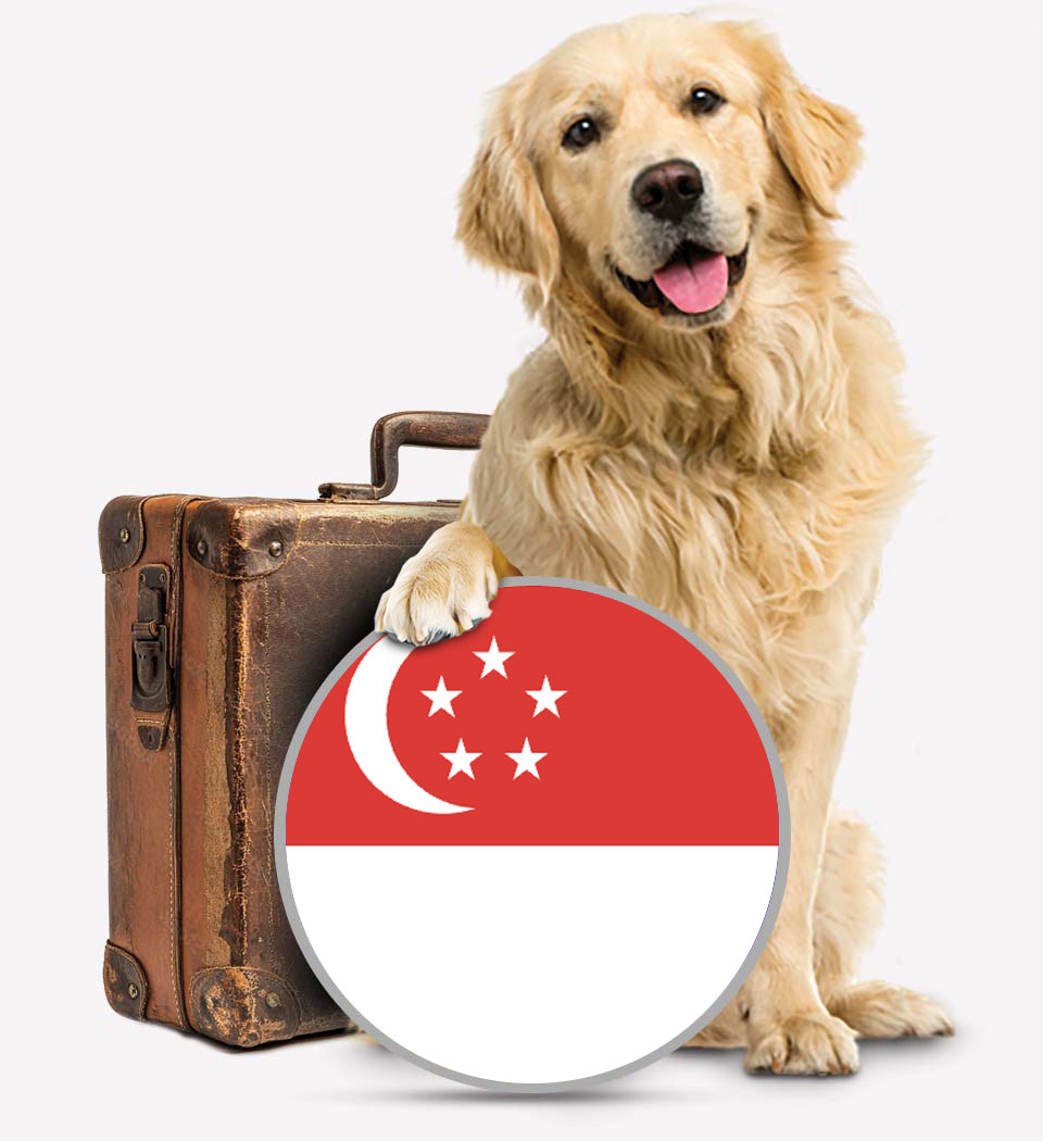 Singapore Pet Transport - Transfer Pats - Singapore Transfer - Transfur Animals