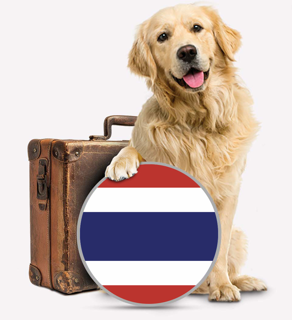 Thailand Pet Transport - Transfer Pats - Thailand Transfer - Transfur Animals