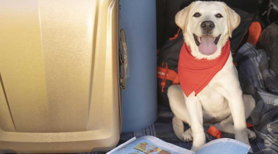 What Are The Benefits Of Using A Pet Relocation Company - Transfur Animals