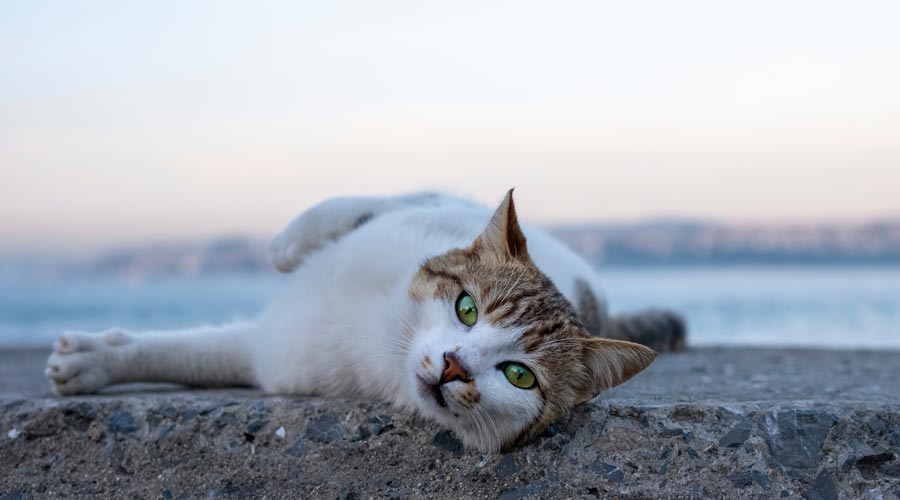 What Paperwork Is Needed To Move A Cat To Australia - Transfur Animals