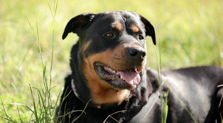 Which Dog Is Banned From Most Countries - Transfur Animals